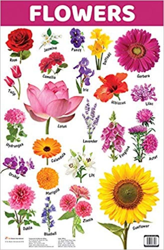 Chart Flowers