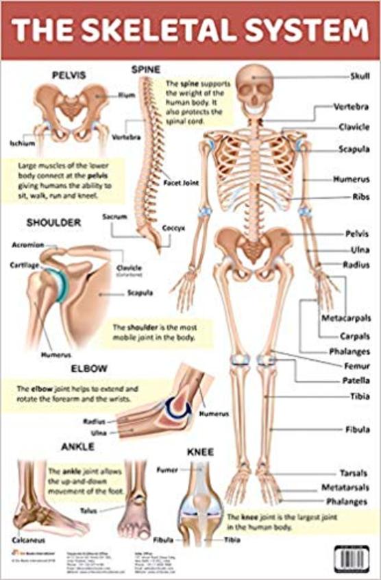 Chart Skeletal System